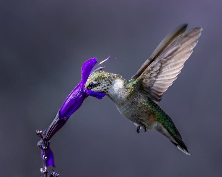 Hummingbird Drinking Nectar From Blooming Flower In Garden