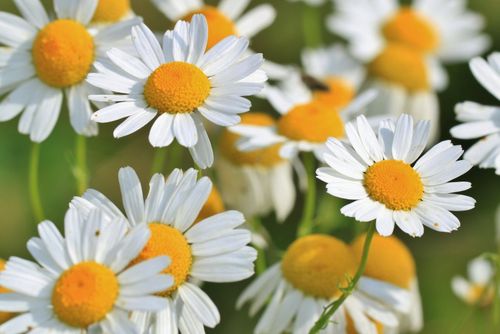 Free Close-up of blooming camomile flowers showcasing vivid white petals and yellow centers. Stock Photo