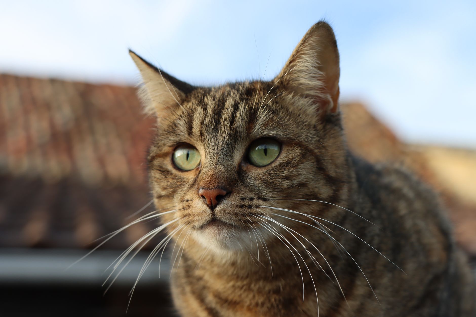 Veterinary care for a cat