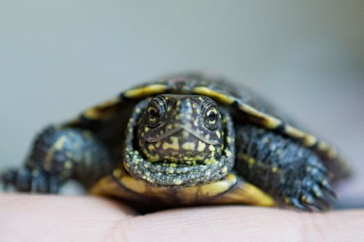 turtle photo