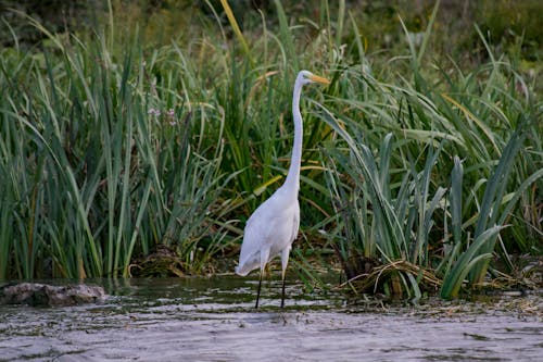 A White Great Egret on Water