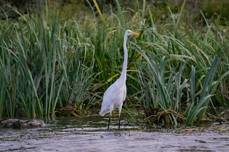 A White Great Egret On Water