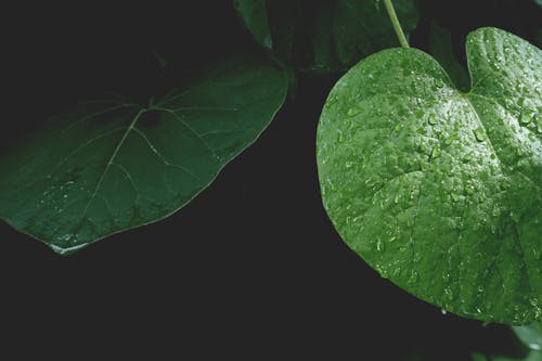 Бесплатное стоковое фото с зеленый, капли, капли дождя