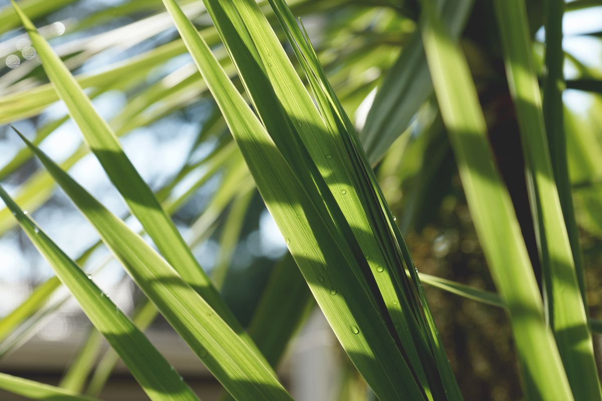 Fresh green leaves with morning dew