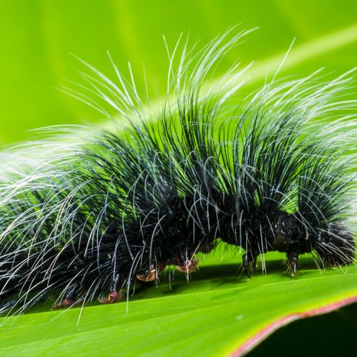 Hairy Insect Yellow Insect · Free Stock Photo