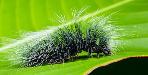 Black and White Hairy Caterpillar on Top of Green Leaf