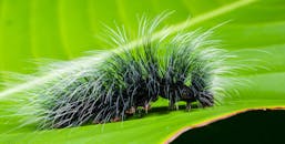 一片充满活力的绿叶上，落着一只毛茸茸的毛毛虫的详细照片，它长着尖刺的毛发