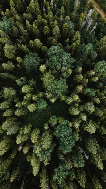Stunning aerial shot showcasing a lush green forest with dense trees from above.