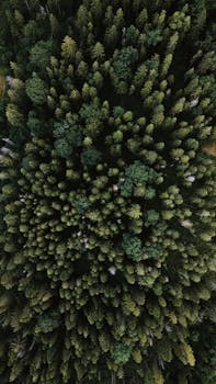 Stunning aerial shot of a lush, dense forest canopy captured from above.