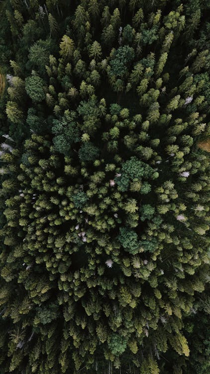 Drone Shot of Trees