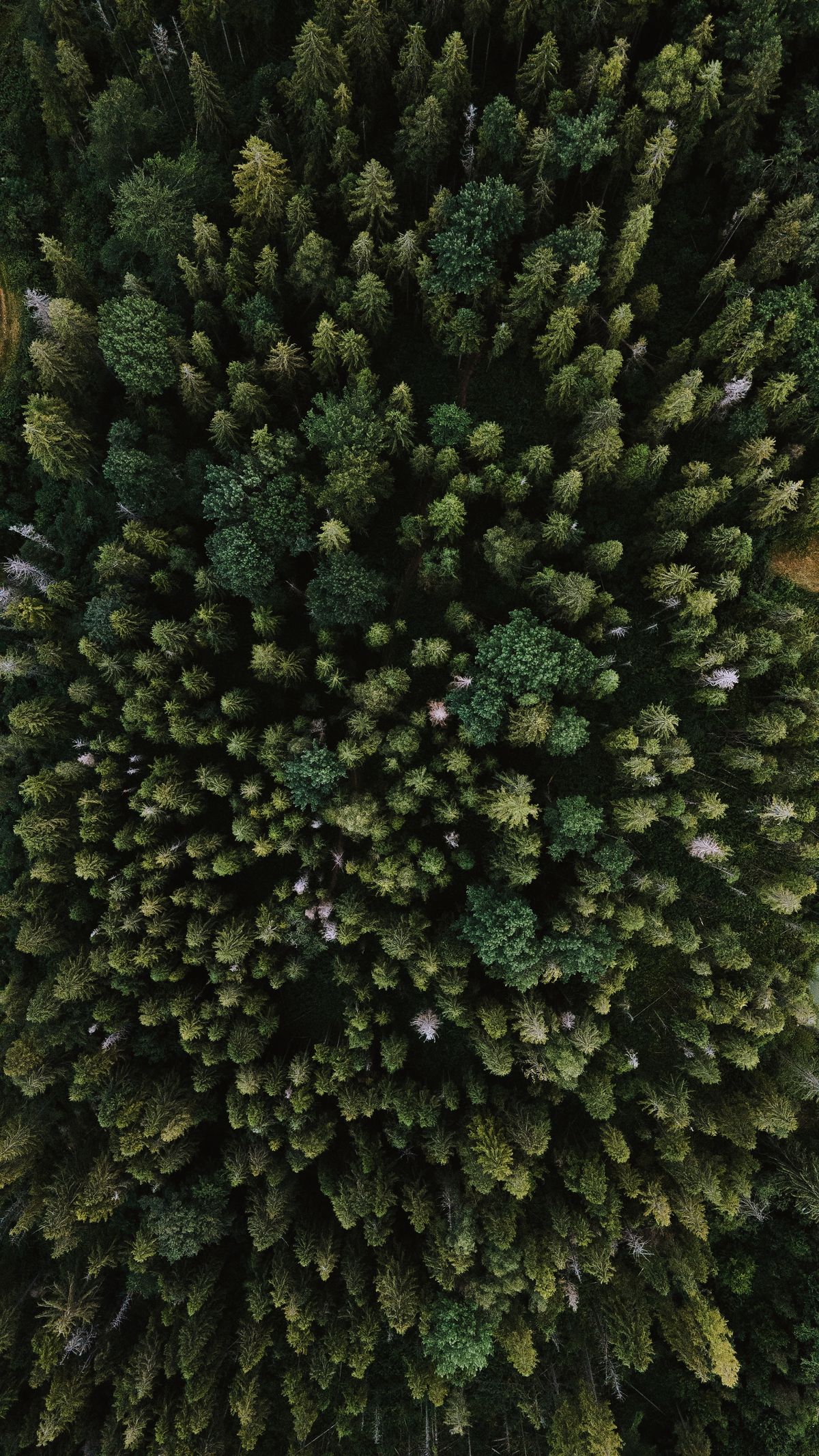 Aerial view of dense green forest — Olena Bohovyk on Pexels