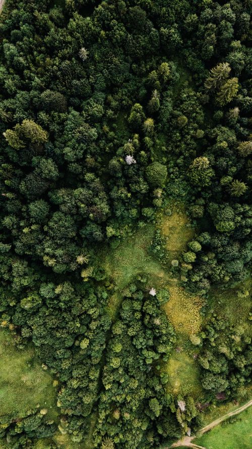 Free A stunning aerial shot of a dense forest with rich green foliage from above. Stock Photo