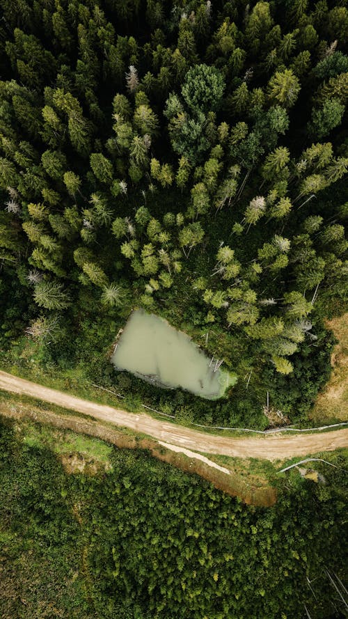 Aerial View of Green Trees