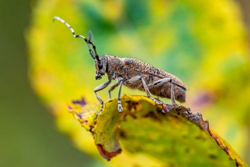 Free Detailed close-up of a large poplar borer beetle resting on a vibrant leaf. Stock Photo