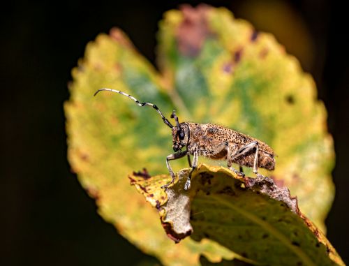 Free Detailed macro shot of a Large Poplar Borer beetle (Saperda carcharias) perched on a colorful autumn leaf. Stock Photo