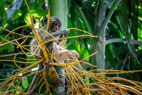 Free A curious young monkey sits on a palm branch, surrounded by dense jungle foliage. Stock Photo