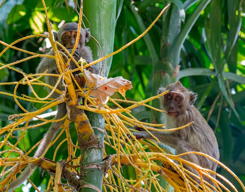 Brown Monkeys on Brown Tree Branch