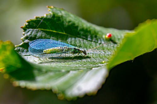 Green Insect on Green Leaf