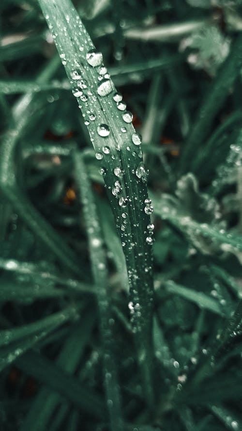 녹색, 수직 쐈어, 식물의 무료 스톡 사진