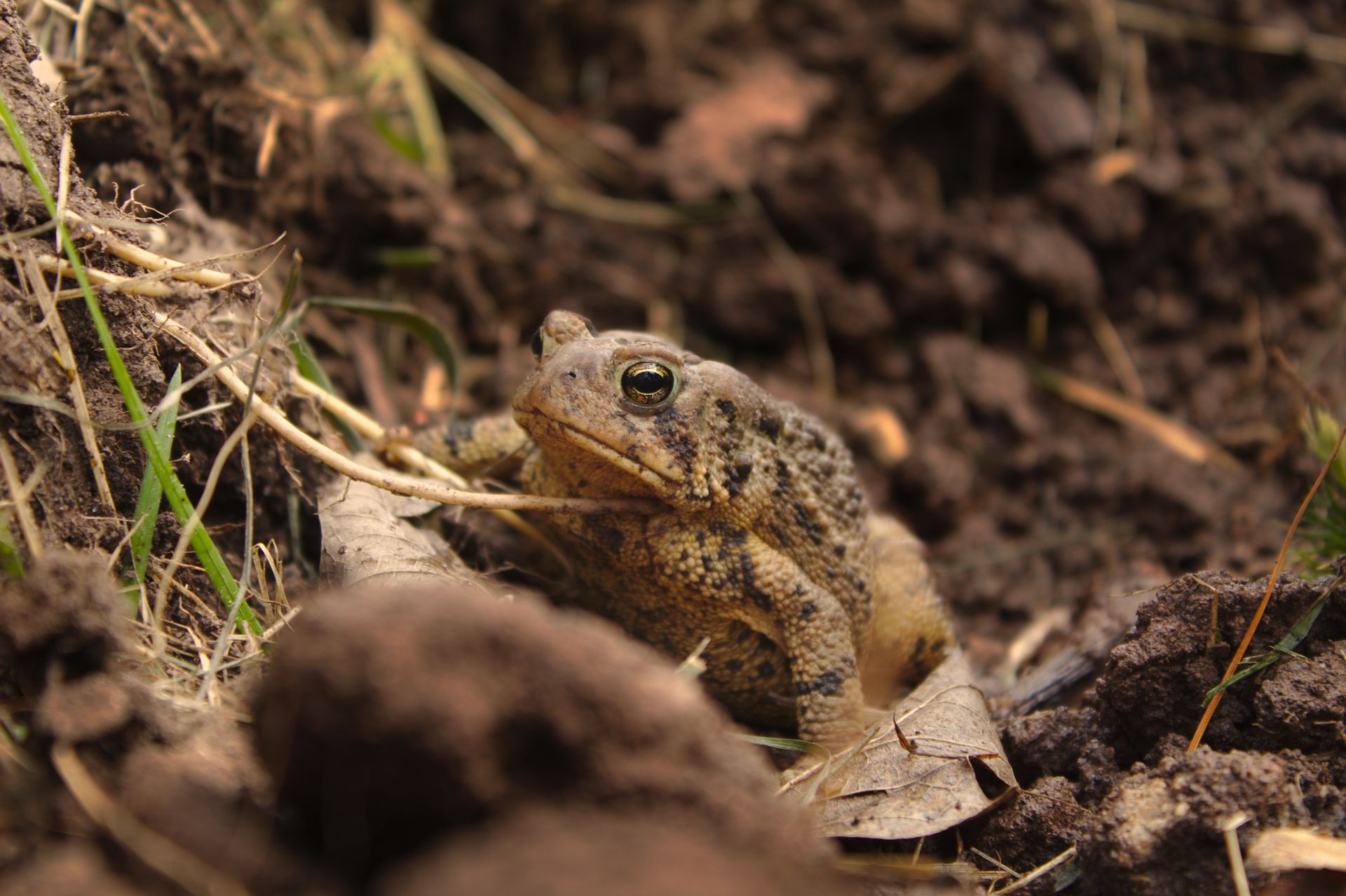 Detailed close-up of a frog blending into soil and foliage in its natural environment.