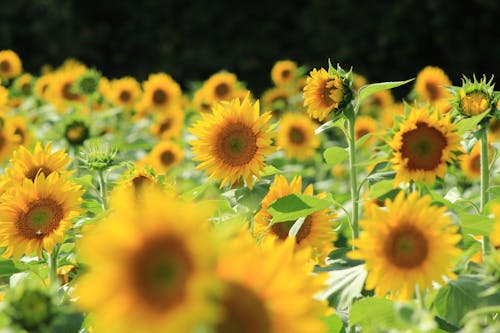 Sunflower Field