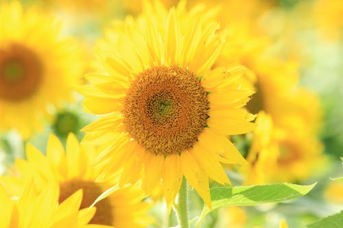 Yellow Sunflower In Close Up Photography