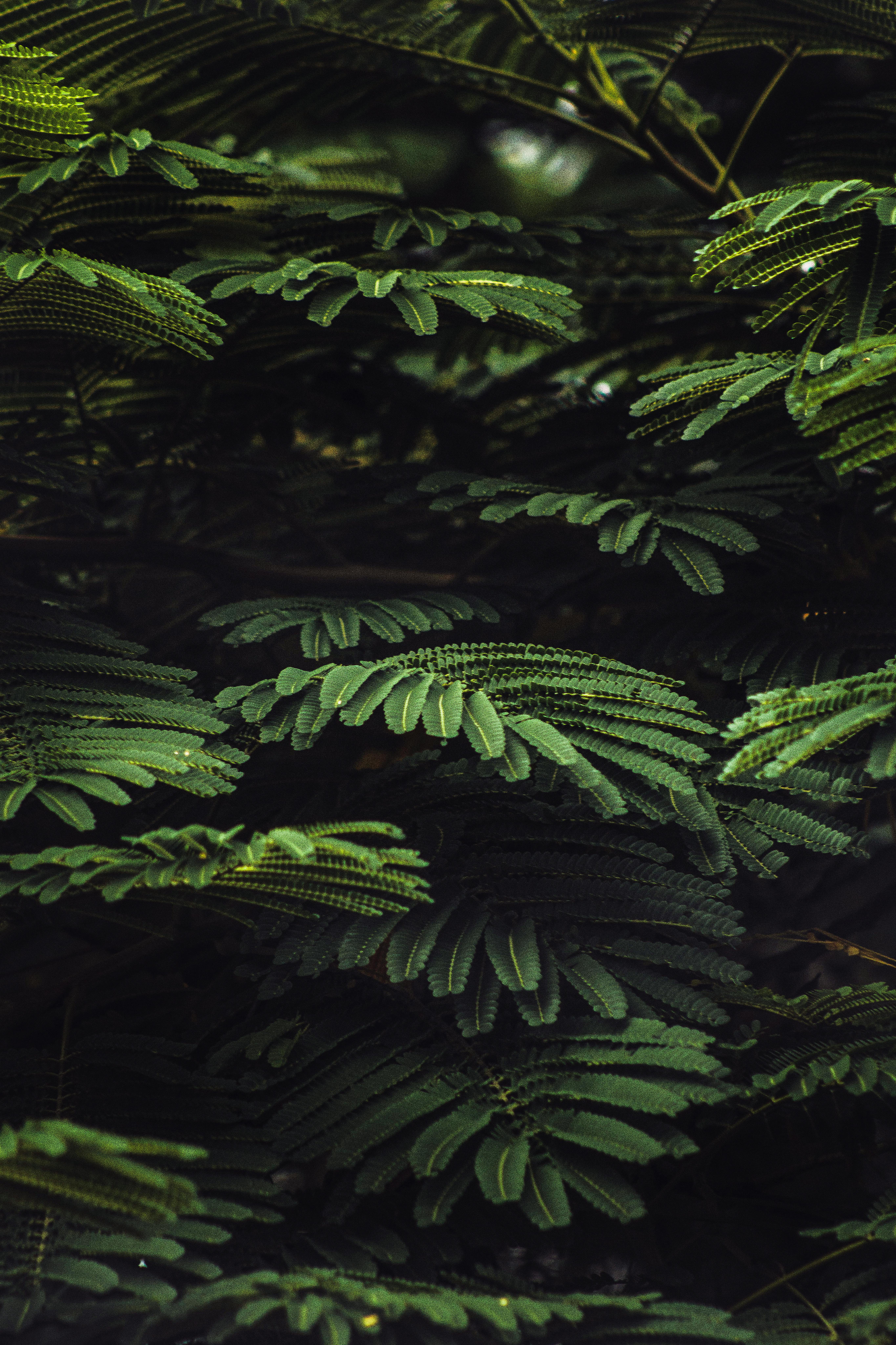 Detailed view of green leaves, perfect for nature and plant photography enthusiasts.