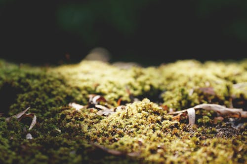 Foto profissional grátis de musgo, natureza, plantas