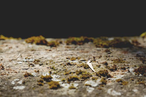 Foto profissional grátis de musgo, natureza, pedra