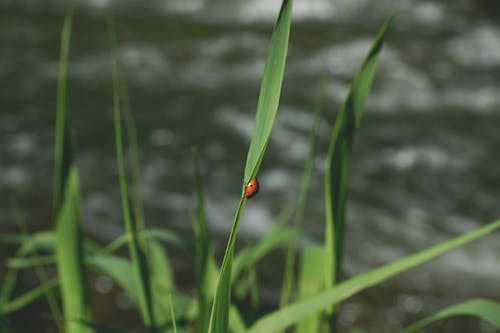 Free stock photo of beetle, grass, ladybird