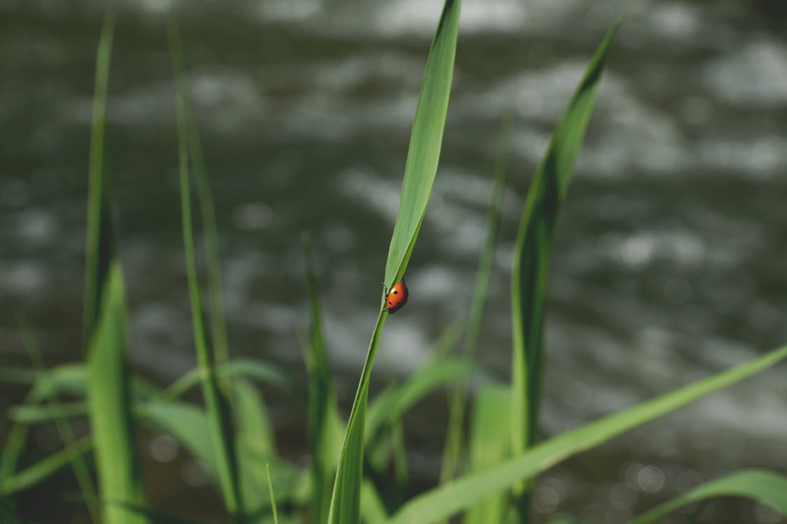 Free stock photo of beetle, grass, ladybird