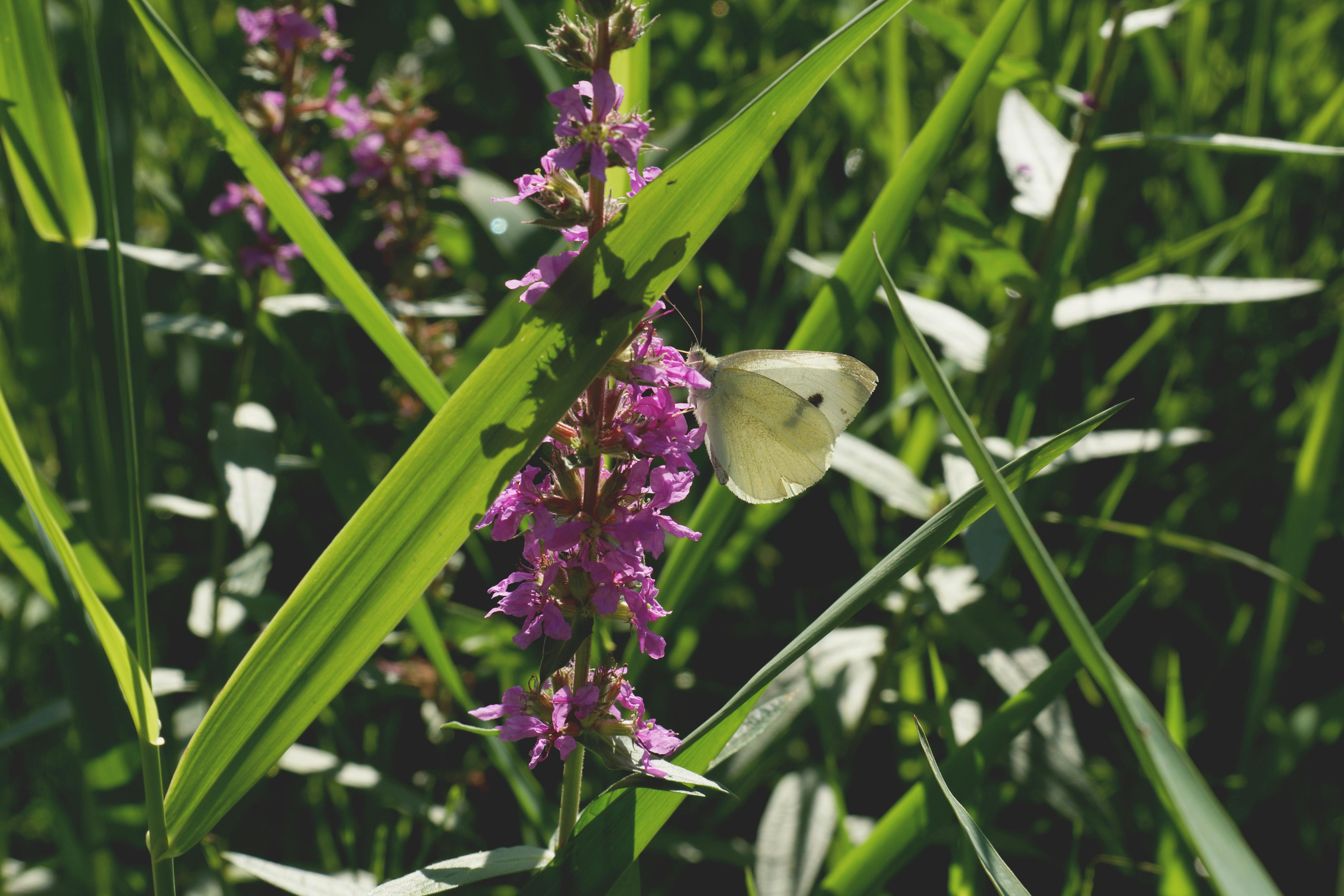 这张宁静的特写捕捉到了一只蝴蝶栖息在郁郁葱葱的绿叶中的紫色花朵上，展现了大自然的美丽