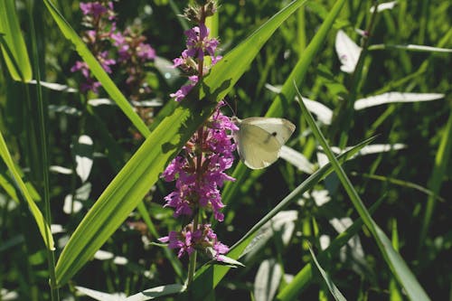 免费 被草包围的紫色花 素材图片