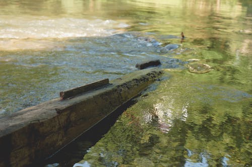 Immagine gratuita di acqua, legno, natura