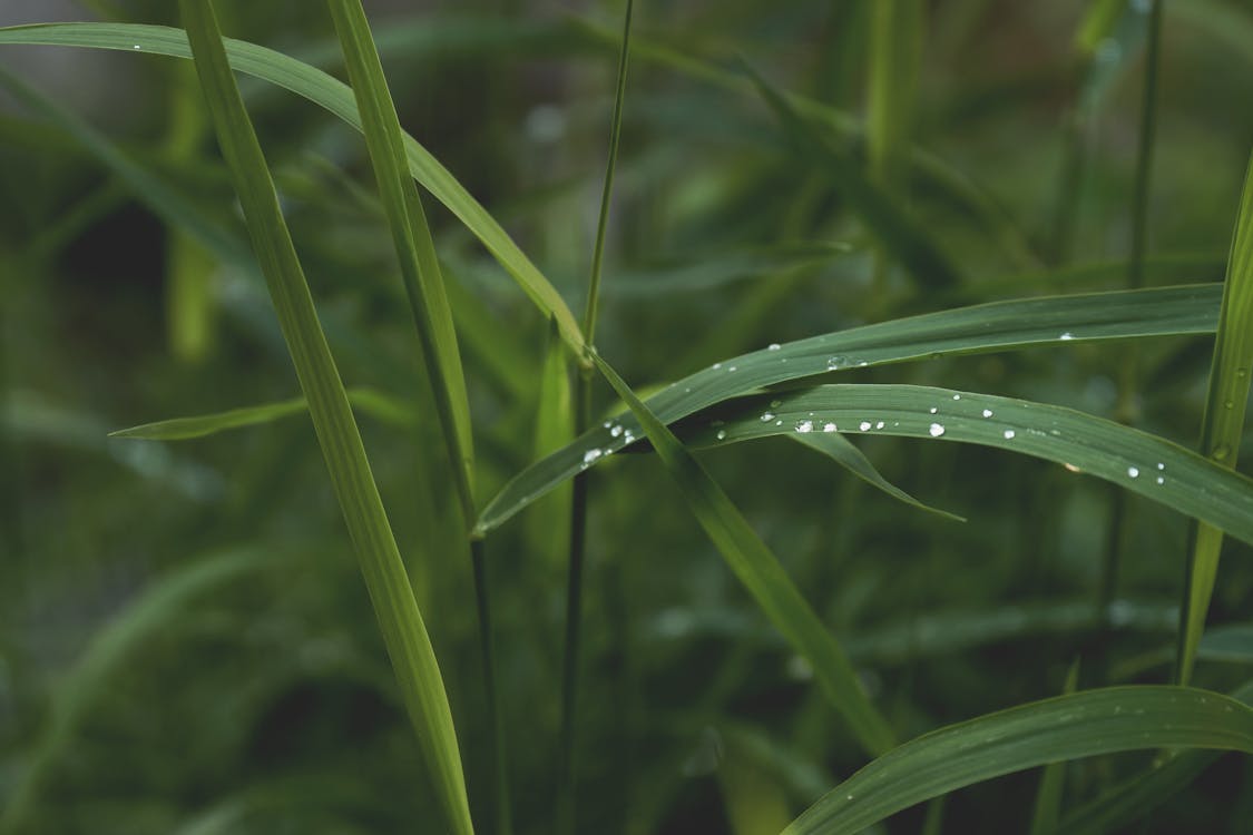 Free stock photo of drops, grass, green