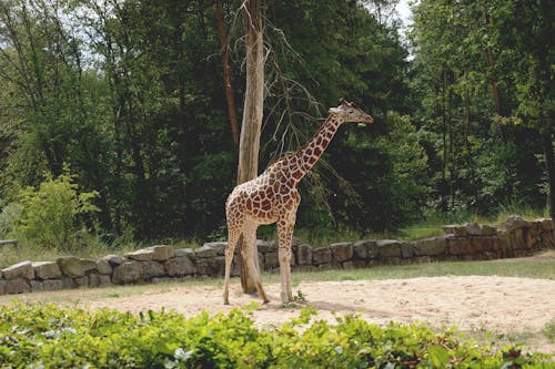 Giraffe Near Tall Trees