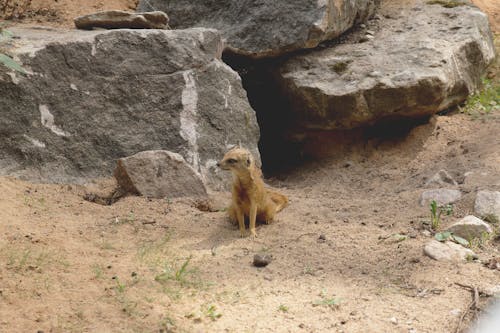 Δωρεάν στοκ φωτογραφιών με meerkat, άμμος, ζώα