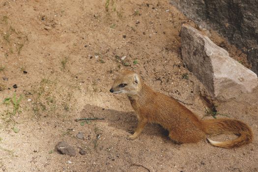 A lone meerkat stands on sandy ground in a zoo environment.