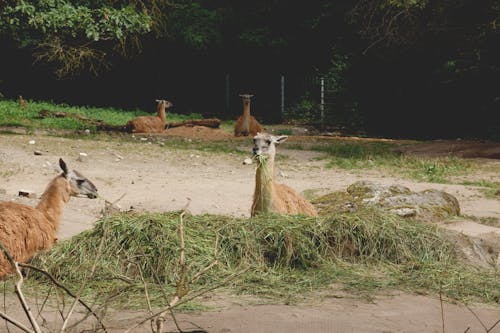 Kostenloses Stock Foto zu gras, lama, natur