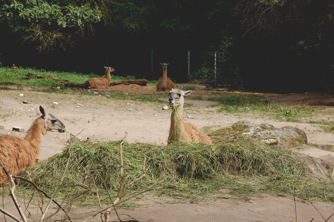 Free stock photo of animals, grass, llama