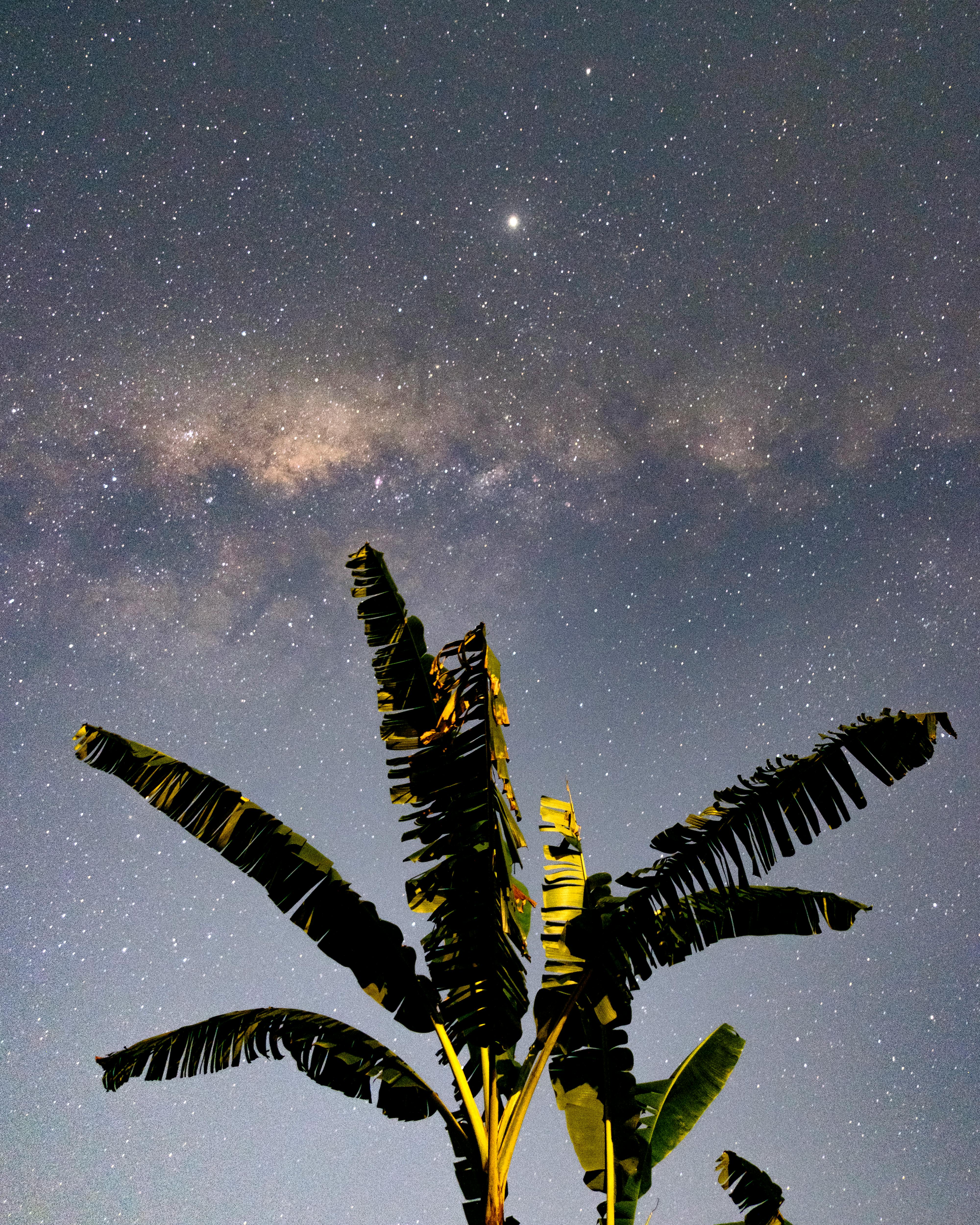 A captivating view of a banana tree silhouetted against the starry night sky in Brazil, showcasing the Milky Way.