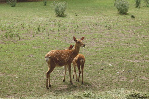 Gazelle With Herd