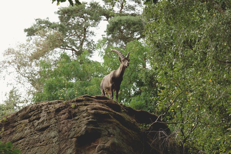 Mountain Goat Atop A Rock