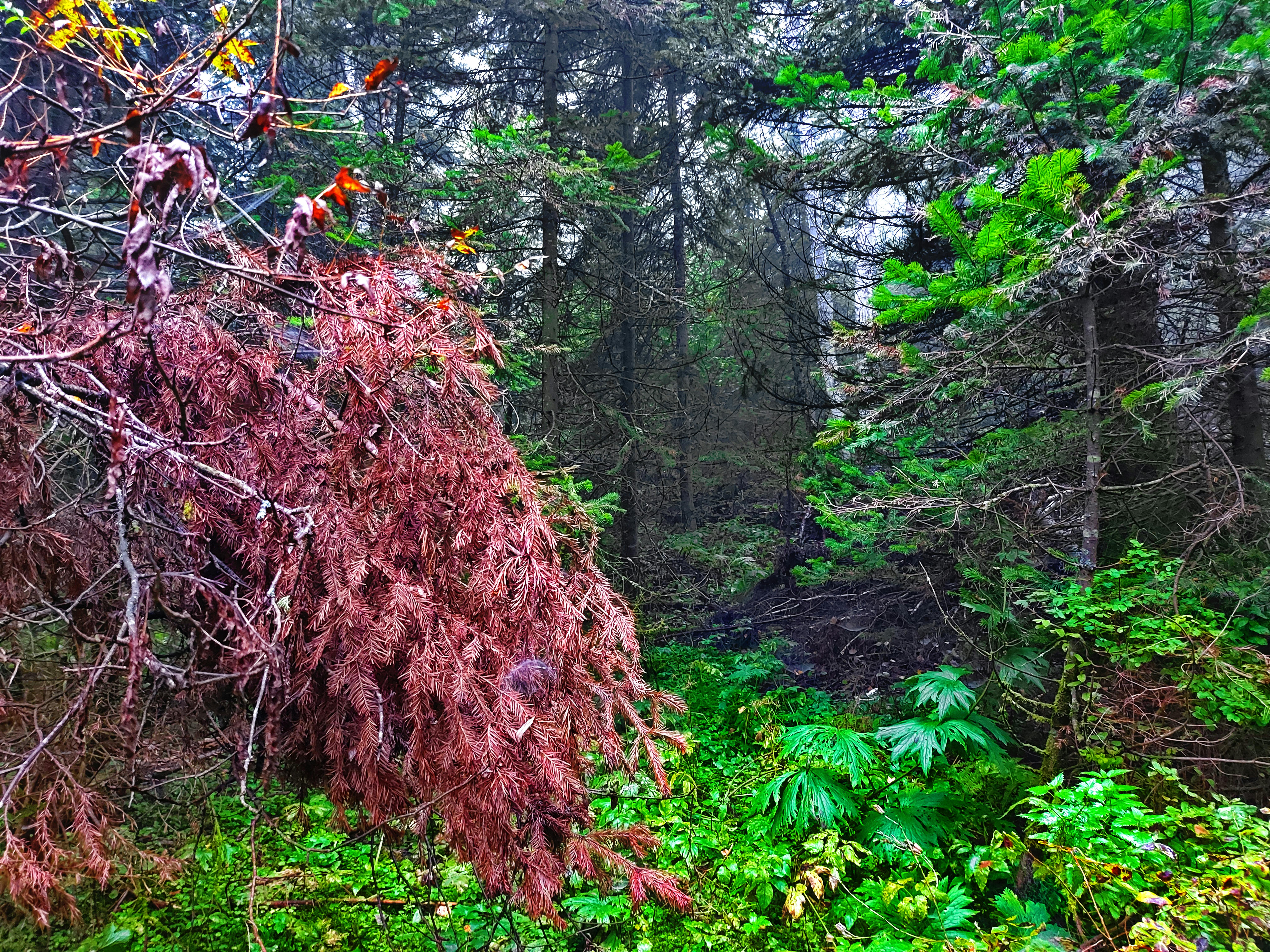 Ancient rock-carved Buddha statue surrounded by tropical greenery in Sri Lanka