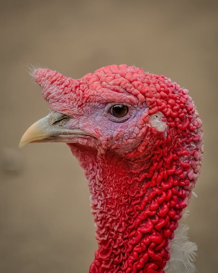 Red Headed Bird In Close Up Photo