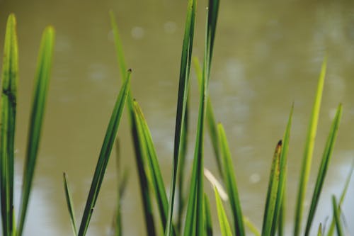 Foto profissional grátis de água, folha de grama, grama