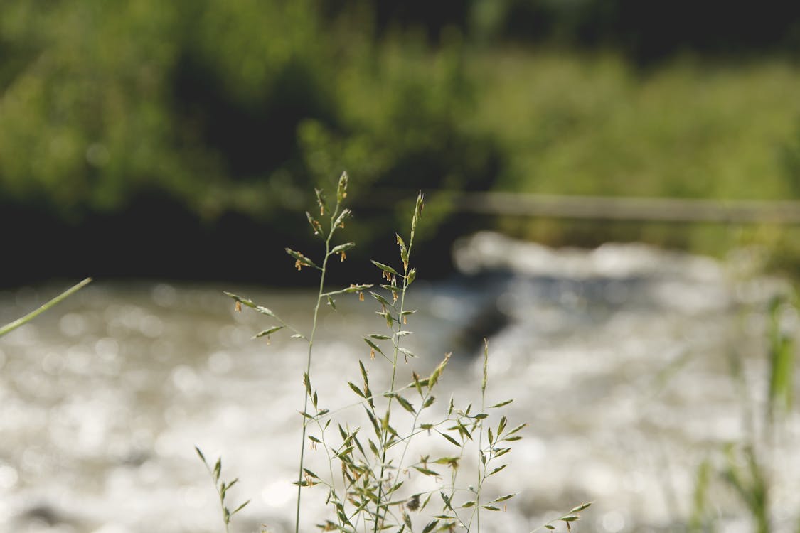 Free stock photo of grass, nature, seed