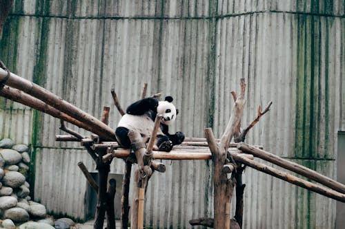 Free Panda Bear in ZOO Stock Photo