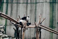 Panda Bear in ZOO