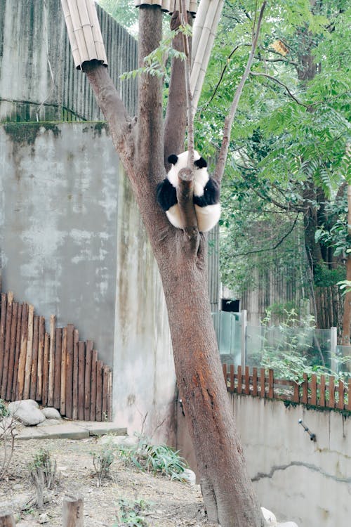 Free A Panda on a Tree Stock Photo